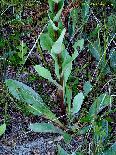 {Trilisa odoratissima}